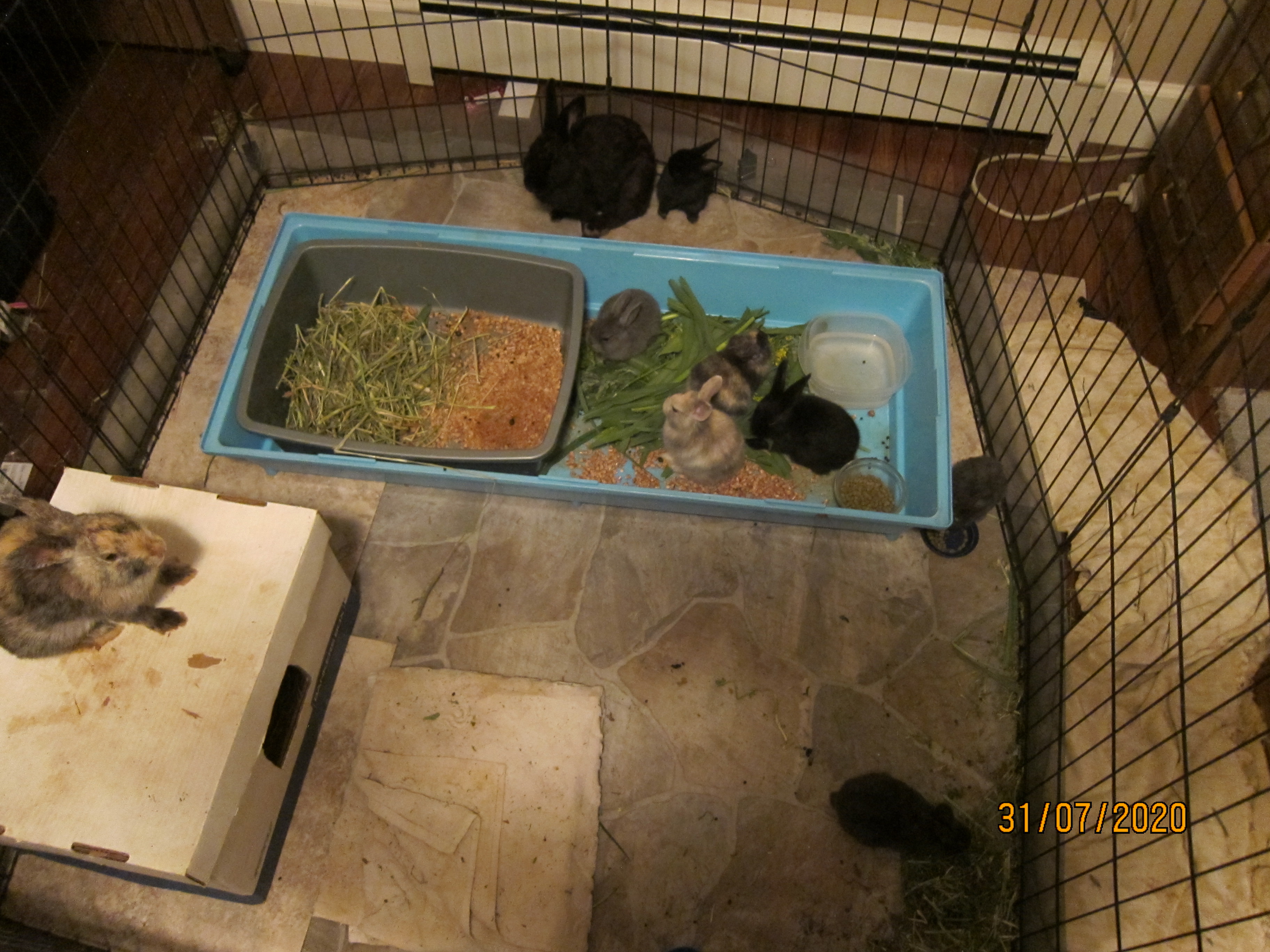 Newborn Bunnies from July 21- 31, 2020